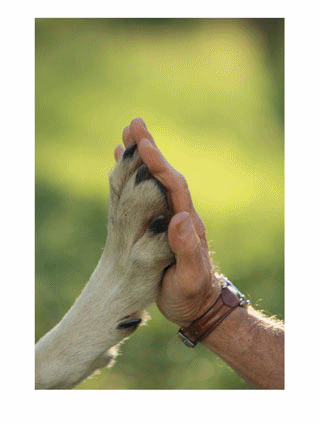 Pate de chien avec main